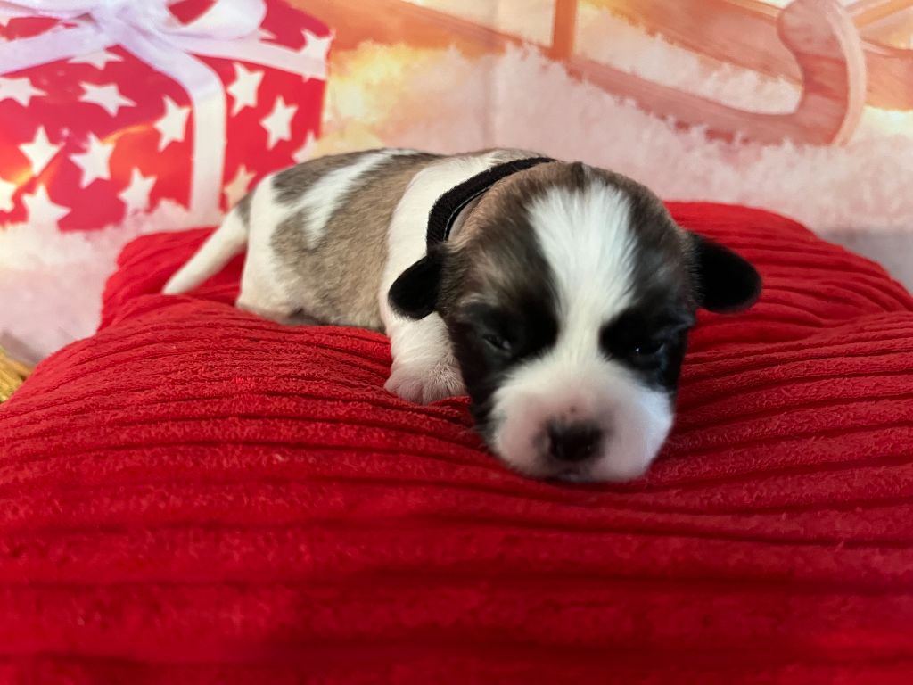 Ambre - Coton de Tulear