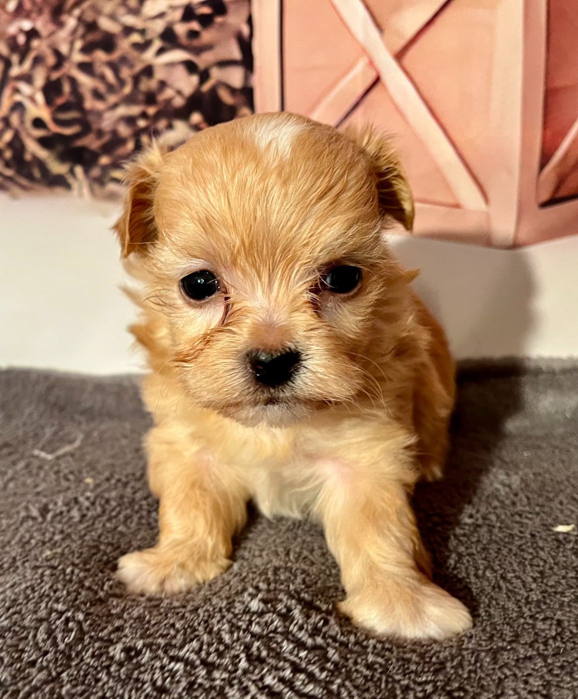 Albert - Bichon Havanais