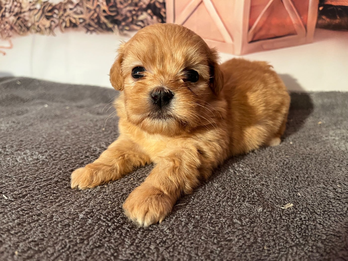 Alphonse - Bichon Havanais