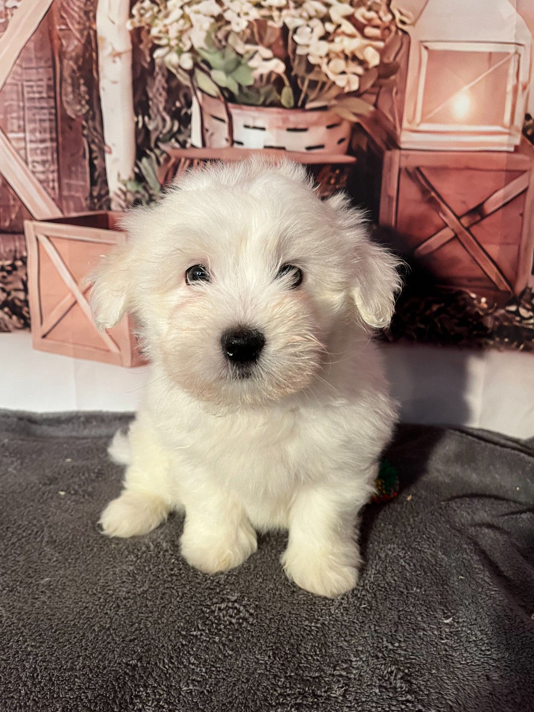Armor - Coton de Tulear