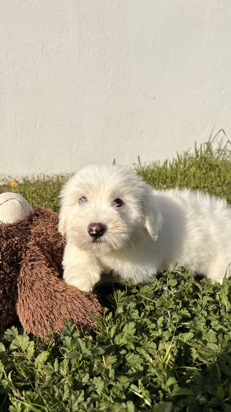 Blaze - Coton de Tulear