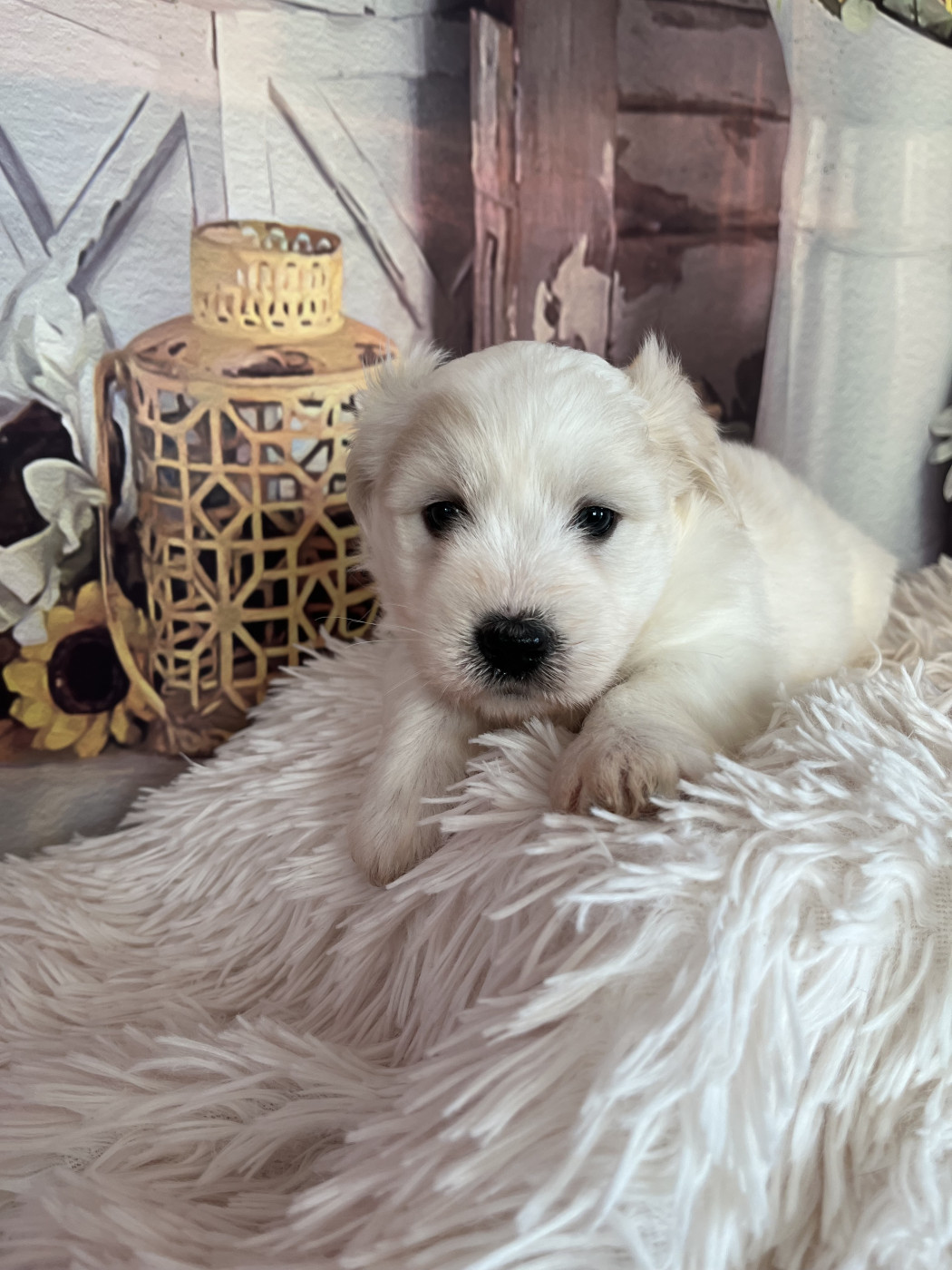 Babar - Coton de Tulear