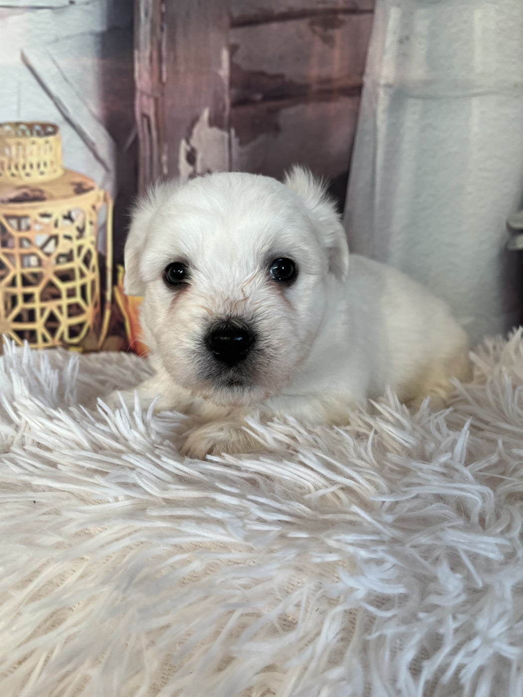 Buzz - Coton de Tulear