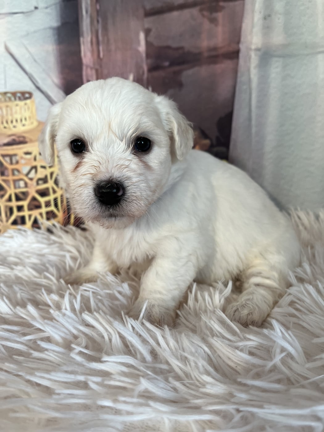 Blair - Coton de Tulear