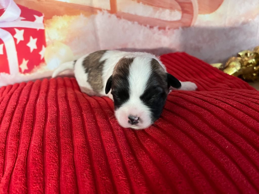 Azia - Coton de Tulear