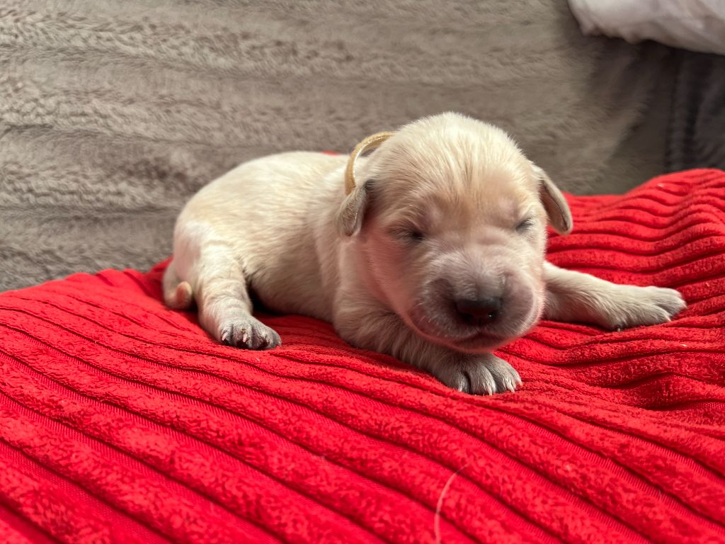 Aglaé - Golden Retriever