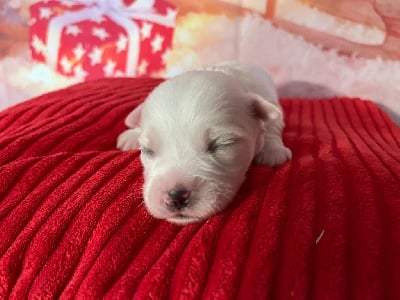 Les chiots de Coton de Tulear