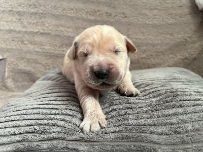 Les chiots de Golden Retriever