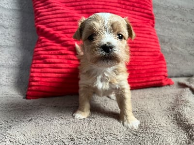 Les chiots de Bichon Havanais