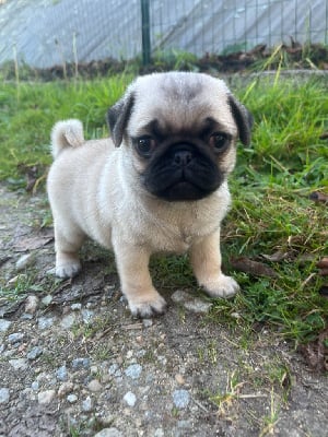 Les chiots de Carlin