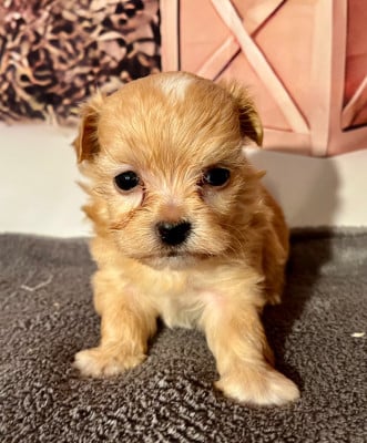 Les chiots de Bichon Havanais