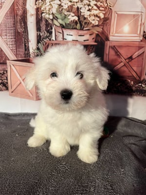 Les chiots de Coton de Tulear