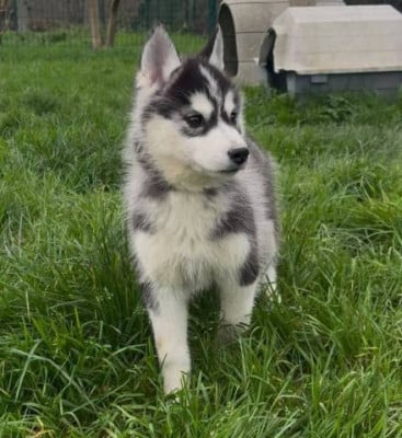 Les chiots de Siberian Husky
