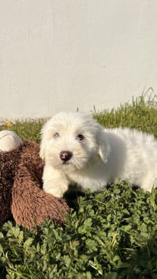 Les chiots de Coton de Tulear