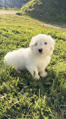 Les chiots de Coton de Tulear