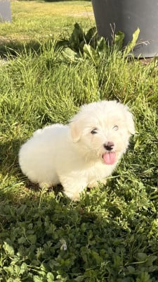 Les chiots de Coton de Tulear