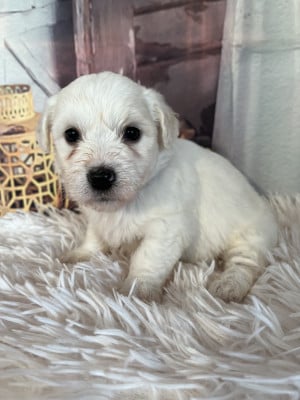 Les chiots de Coton de Tulear