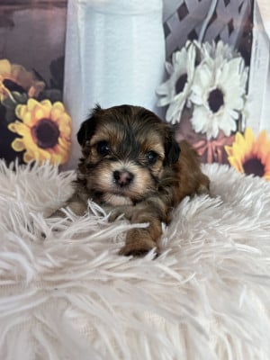 Les chiots de Bichon Havanais