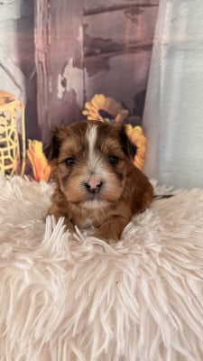 Les chiots de Bichon Havanais