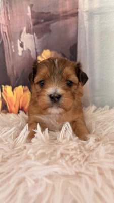 Les chiots de Bichon Havanais
