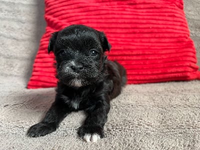 Les chiots de Bichon Havanais
