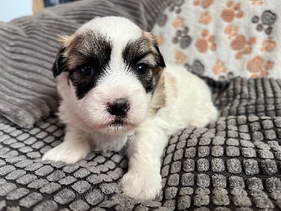 Les chiots de Coton de Tulear