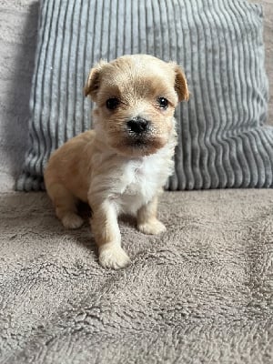 Les chiots de Bichon Havanais