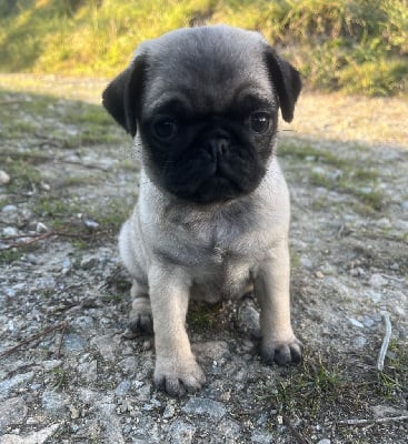 Les chiots de Carlin