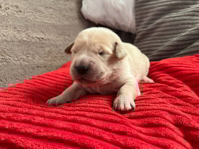 Les chiots de Golden Retriever