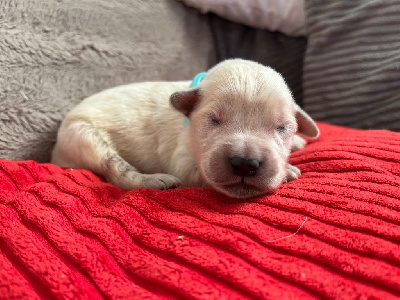 Les chiots de Golden Retriever
