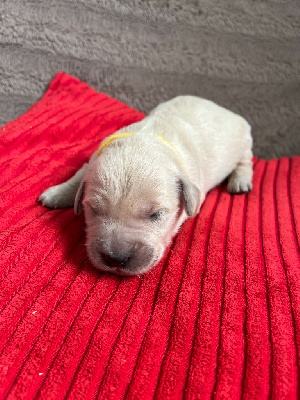 Les chiots de Golden Retriever