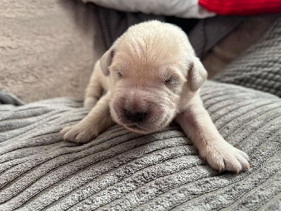 Les chiots de Golden Retriever