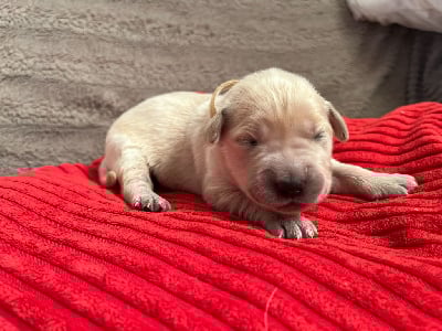 Les chiots de Golden Retriever