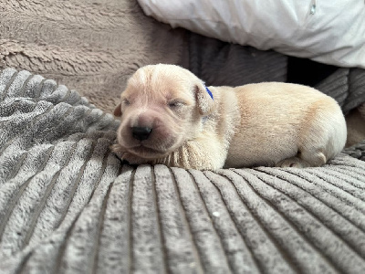 Les chiots de Golden Retriever