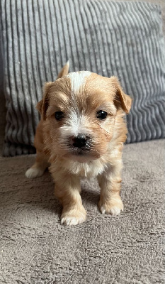 Les chiots de Bichon Havanais
