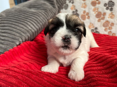 Les chiots de Coton de Tulear