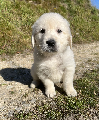 Les chiots de Golden Retriever