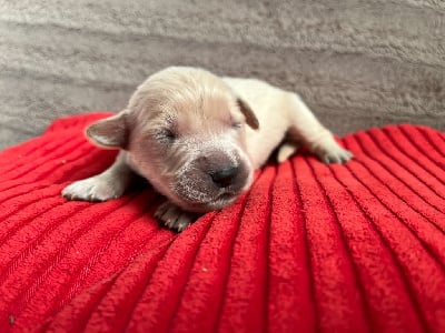 Les chiots de Golden Retriever