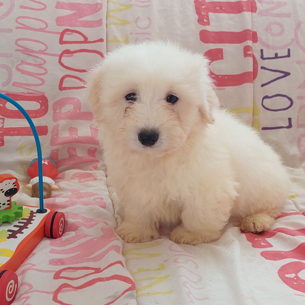 Chiots de la race Coton de Tulear disponibles sur chiotsdefrance