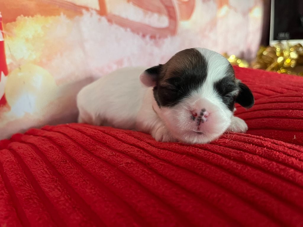 Apple - Coton de Tulear