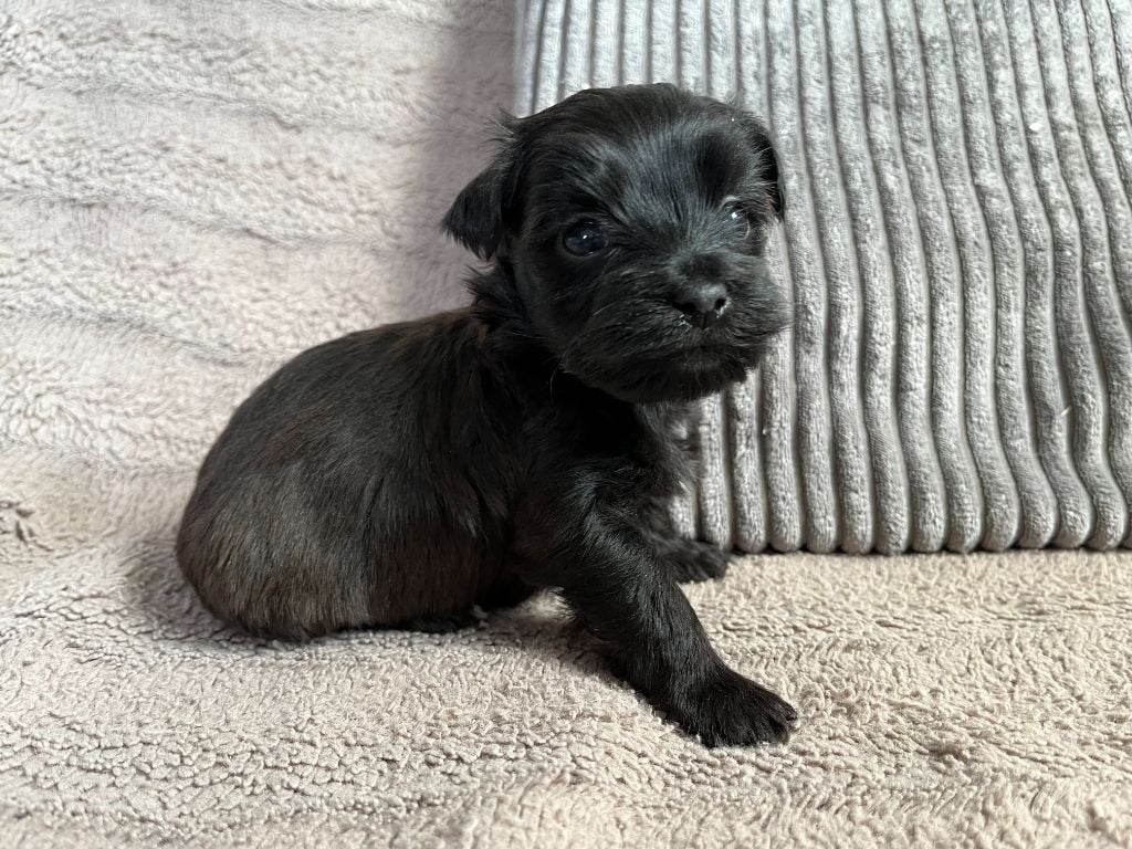 Atao - Bichon Havanais