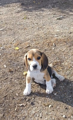 Les chiots de Beagle