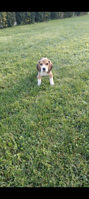 Les chiots de Beagle
