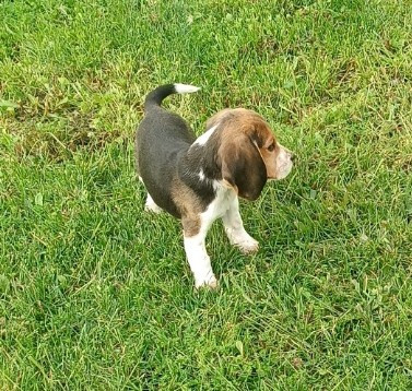 Les chiots de Beagle