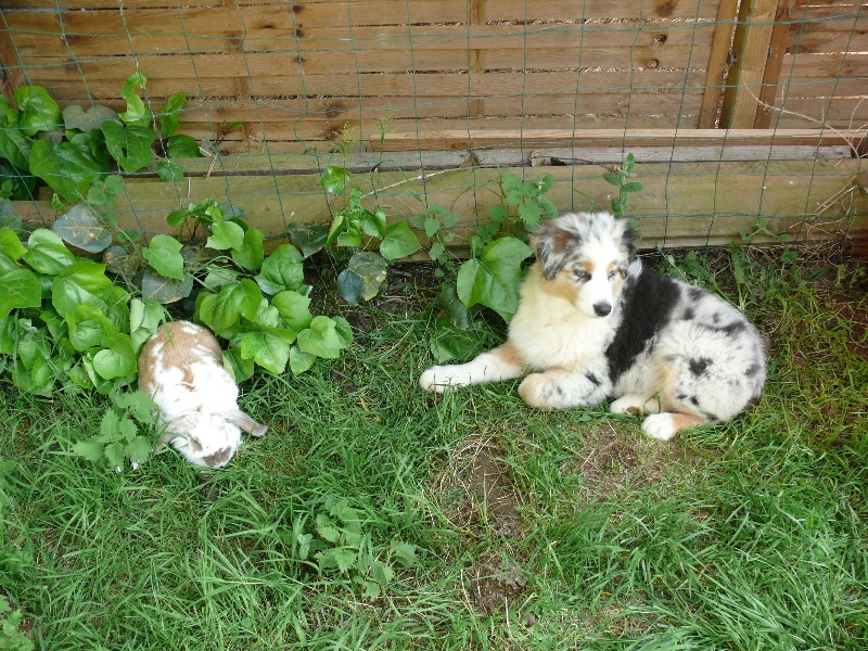Gaïa blue girl Des  mazellières