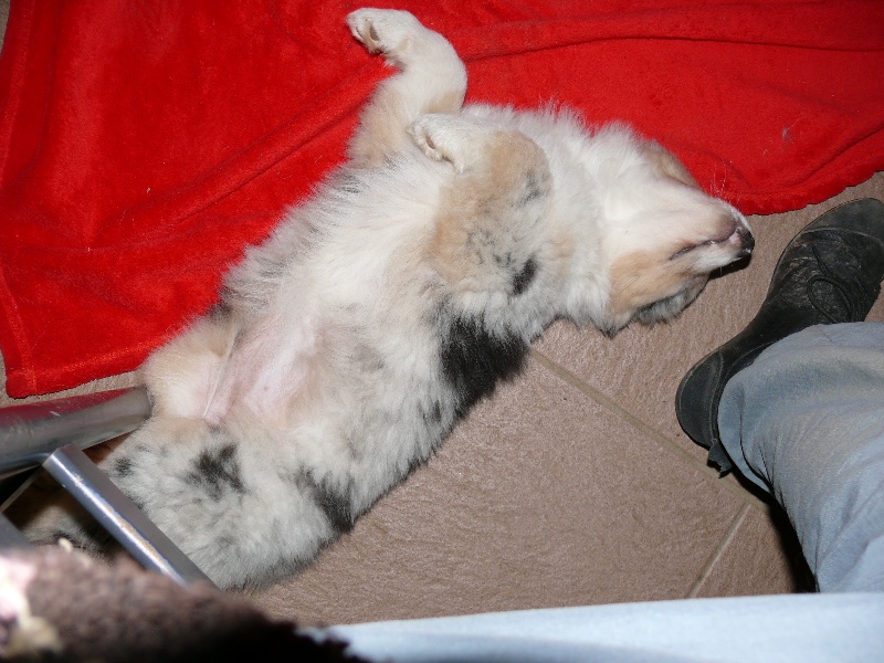 Gaïa blue girl Des  mazellières