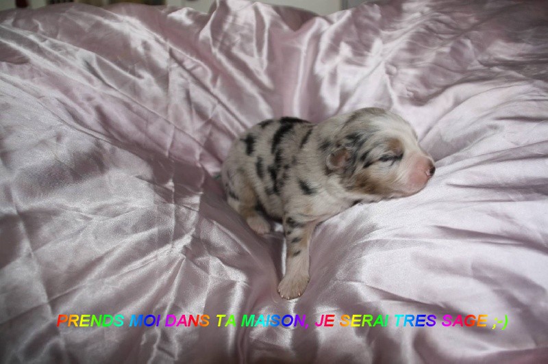 Gaïa blue girl Des  mazellières