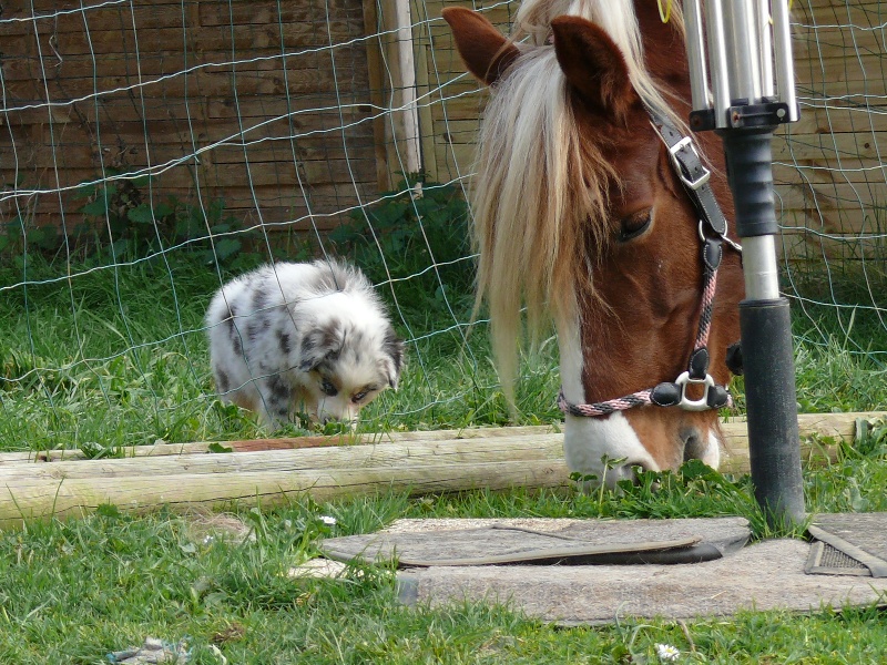 Gaïa blue girl Des  mazellières