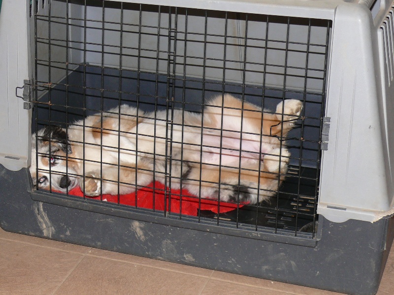 Gaïa blue girl Des  mazellières