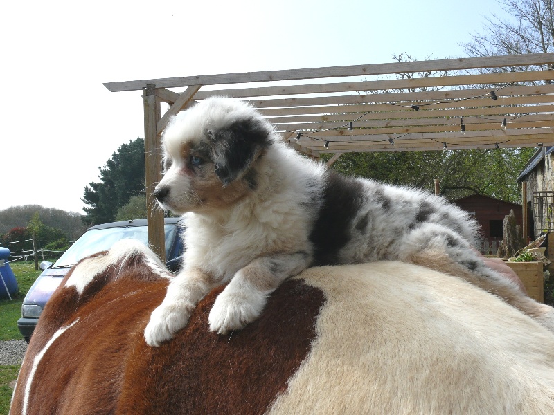 Gaïa blue girl Des  mazellières